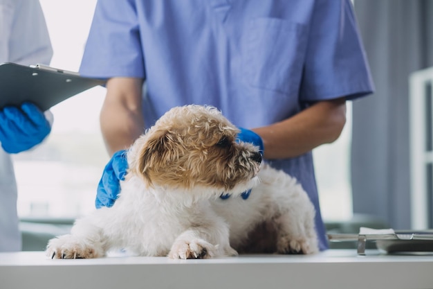 Veterinario che esamina cane e gatto Cucciolo e gattino presso il medico veterinario Clinica per animali Controllo e vaccinazione per animali domestici Assistenza sanitaria