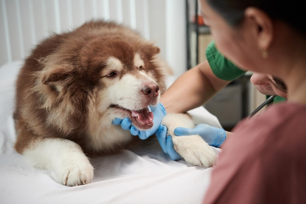 Veterinario che esamina i denti dei cani