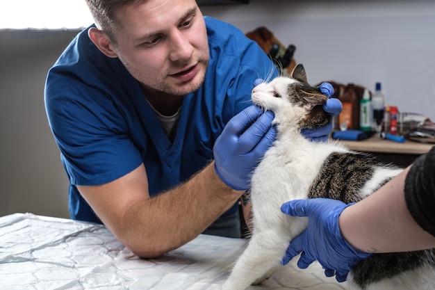 Veterinario che esamina i denti e la bocca del gatto in una clinica veterinaria