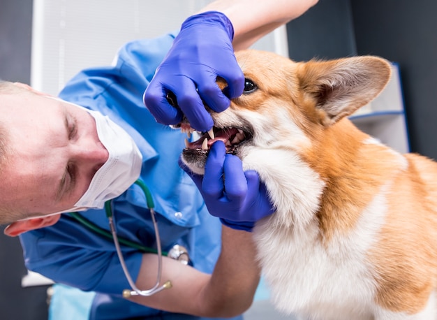 Veterinario che esamina i denti e la bocca di un cane corgi malato