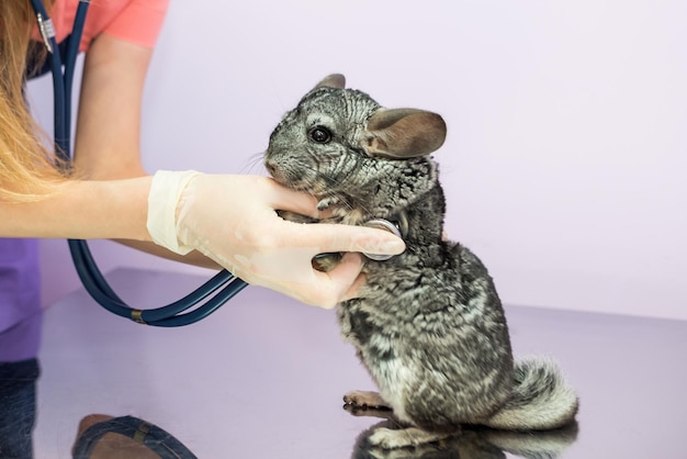 Veterinario che esamina il cincillà carino con lo stetoscopio concetto di cura degli animali Cincillà carino presso la clinica veterinaria