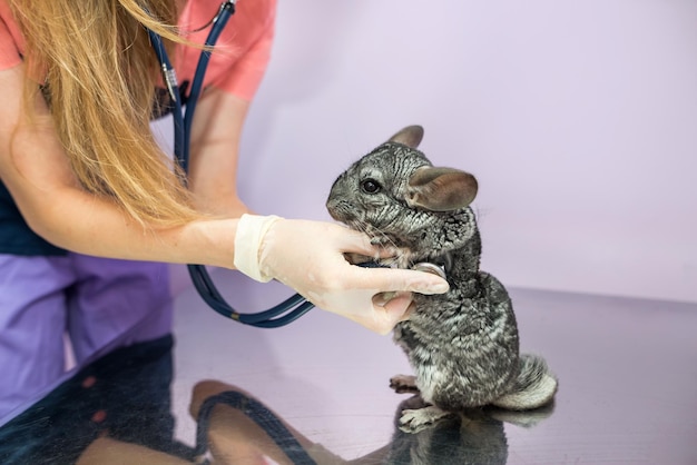 Veterinario che esamina il cincillà carino con lo stetoscopio concetto di cura degli animali Cincillà carino presso la clinica veterinaria