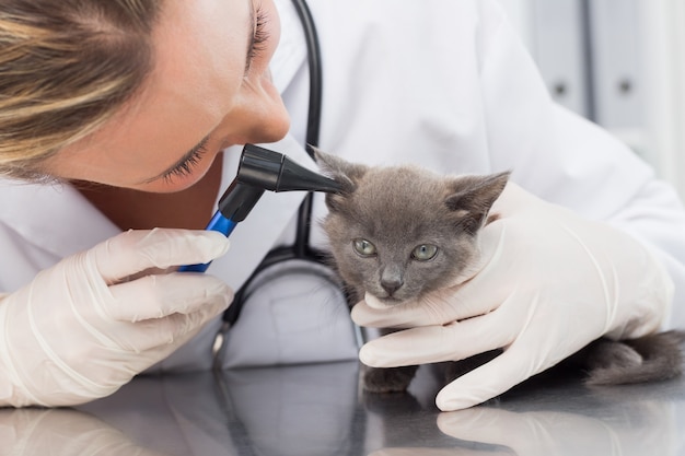 Veterinario che esamina l&#39;orecchio del gattino