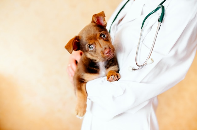 Veterinario che esamina un cane carino