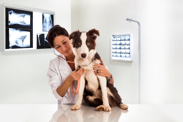 Veterinario che esamina un cane mentre fa il controllo alla clinica. Border Collie cane.