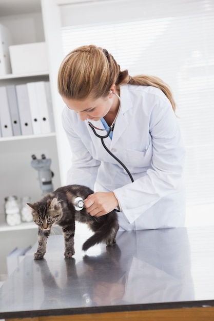 Veterinario che esamina un piccolo gatto