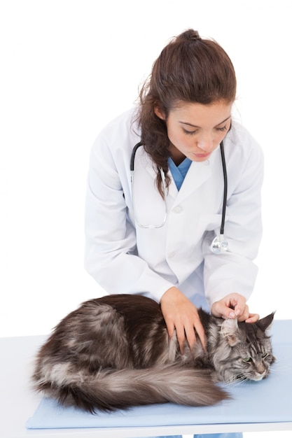 Veterinario che esamina un simpatico maine coon