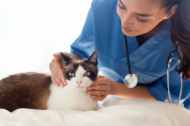 Veterinario che fa diagnosi di salute del gatto domestico in clinica veterinaria