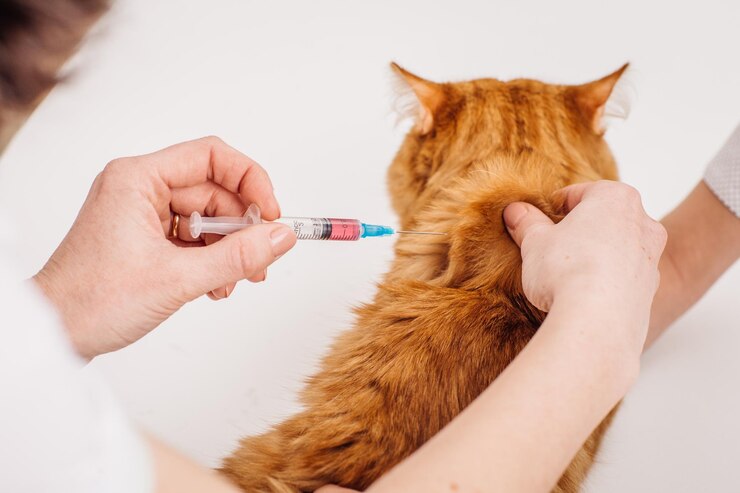Veterinario che fa l'iniezione al gatto presso la clinica veterinaria xA