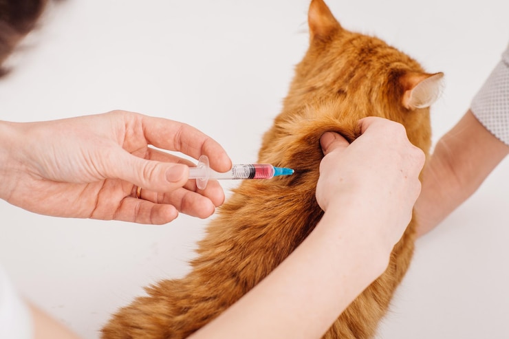 Veterinario che fa l'iniezione al gatto presso la clinica veterinaria xA