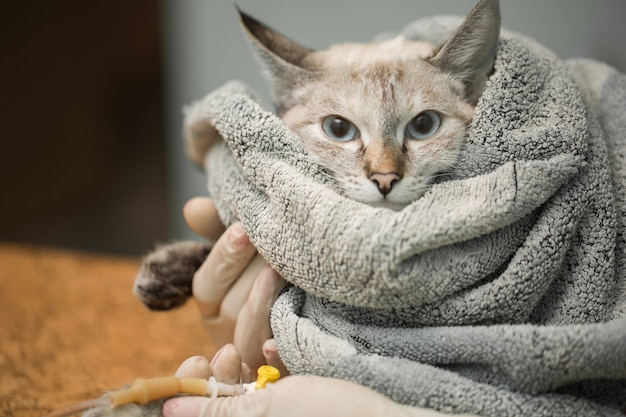 Veterinario che posiziona un catetere tramite un gatto in clinica