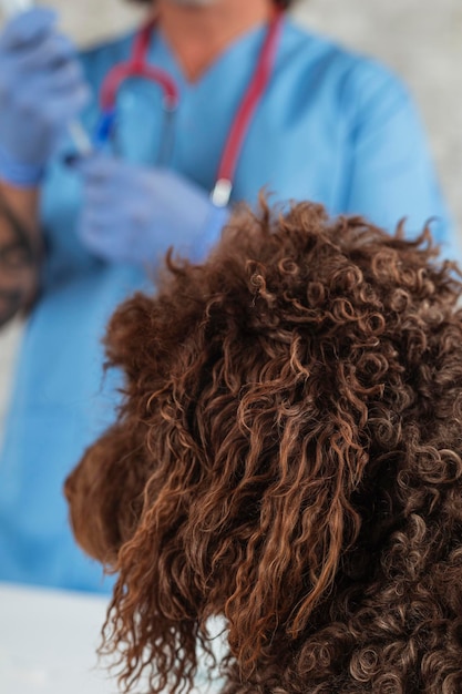 Veterinario che prepara il vaccino per il cane