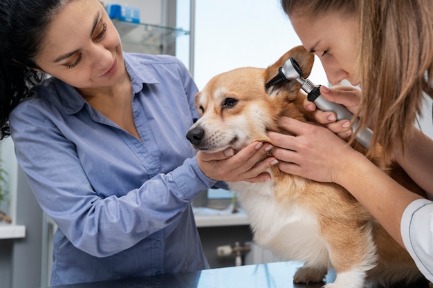 Veterinario che si prende cura del cane