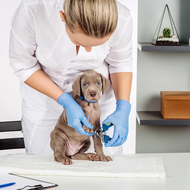 Veterinario che taglia le unghie dei piedi