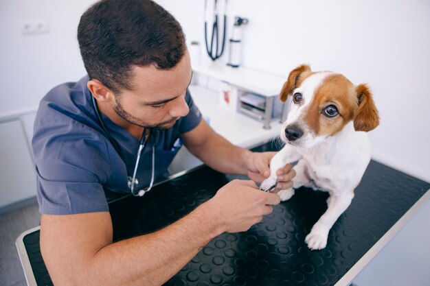 Veterinario che taglia un'unghia del cane con le forbici mediche