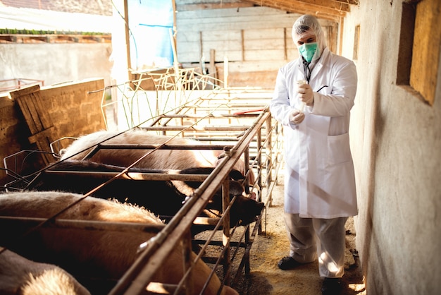 Veterinario con iniezione nell'allevamento di suini.