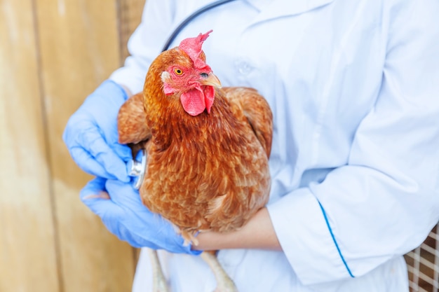 Veterinario con lo stetoscopio che tiene e che esamina il pollo sul ranch