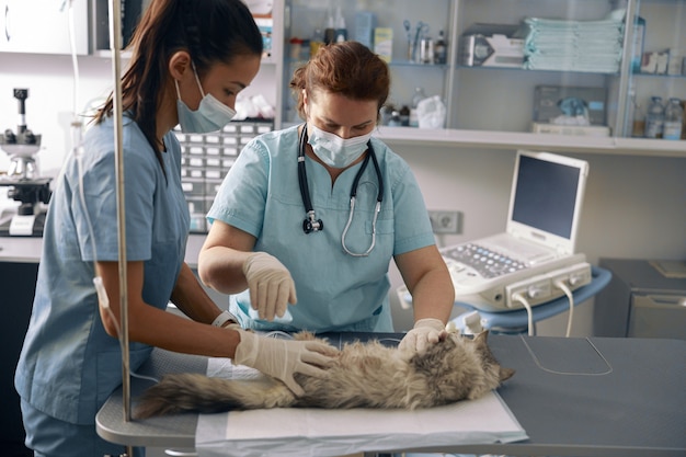 Veterinario con stagista si prende cura di un soffice gatto grigio nell'ospedale moderno