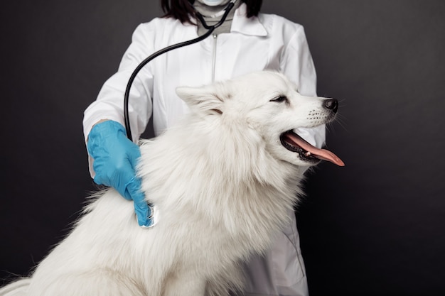 Veterinario con stetoscopio controlla il cane bianco sul tavolo in clinica veterinaria.