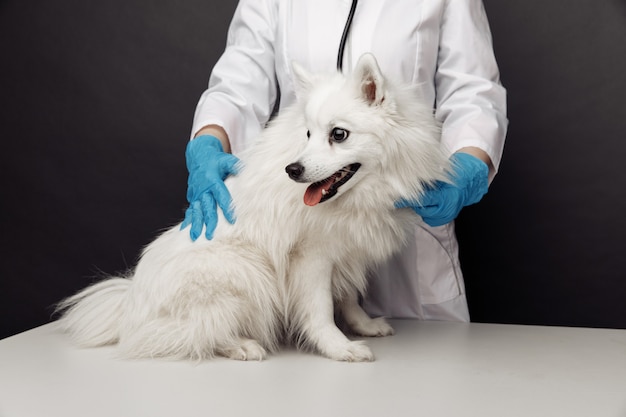 Veterinario con stetoscopio controlla il cane bianco.