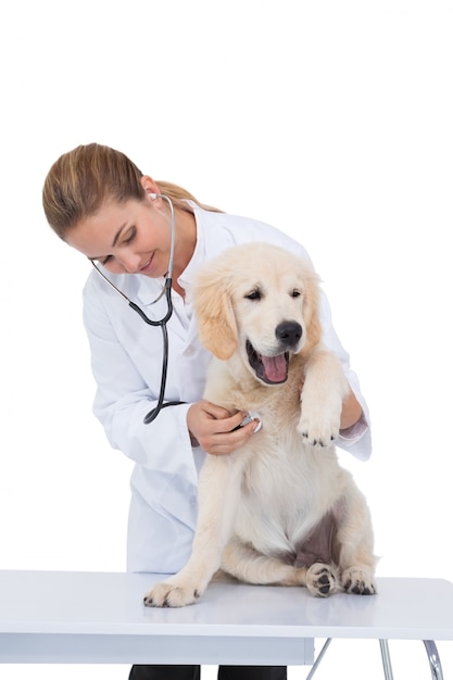 Veterinario dando un controllo a un cucciolo