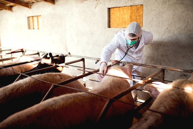 Veterinario del maiale con le note che esaminano i maiali al porcile.