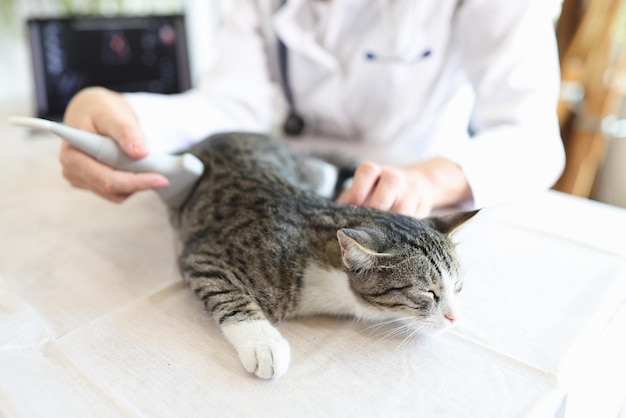 Veterinario donna che effettua diagnosi ecografica per gatto grigio a strisce in clinica