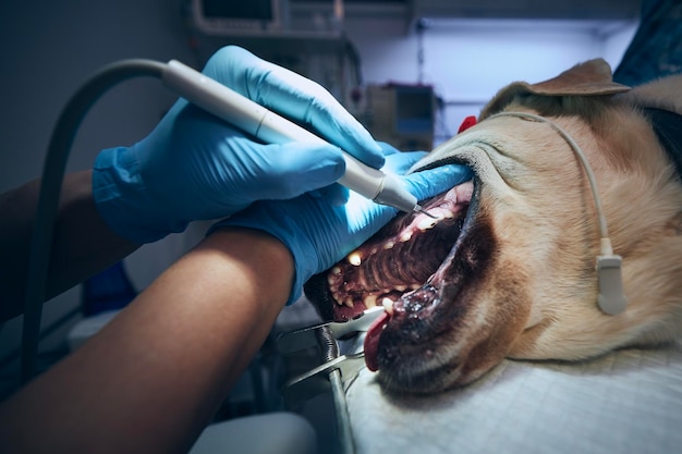 Veterinario durante l'esame e la pulizia dei denti di un vecchio labrador retriever in un ospedale veterinario