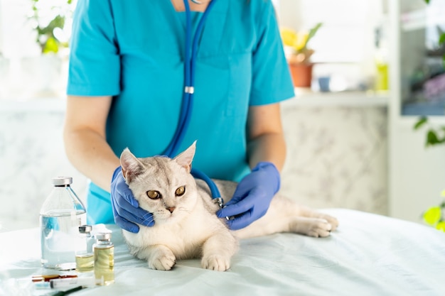 veterinario esamina e ascolta il gatto con uno stetoscopio. il gattino è dal veterinario.