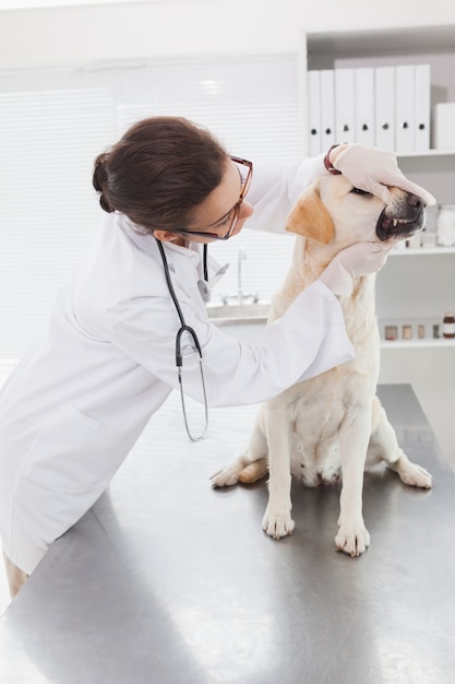 Veterinario esaminando i denti di un cane carino