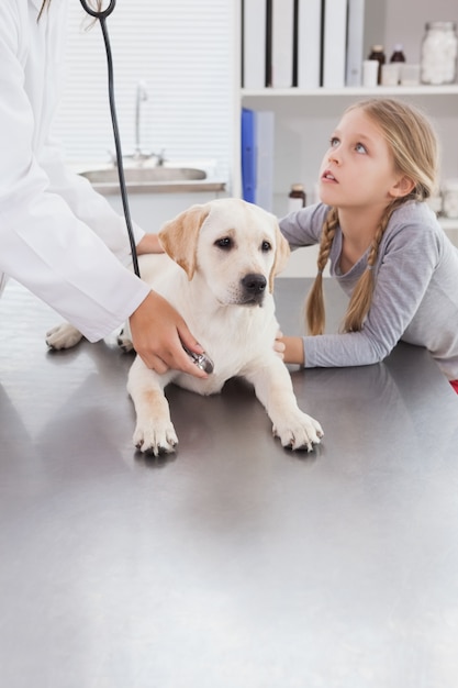 Veterinario esaminando un cane con stetoscopio