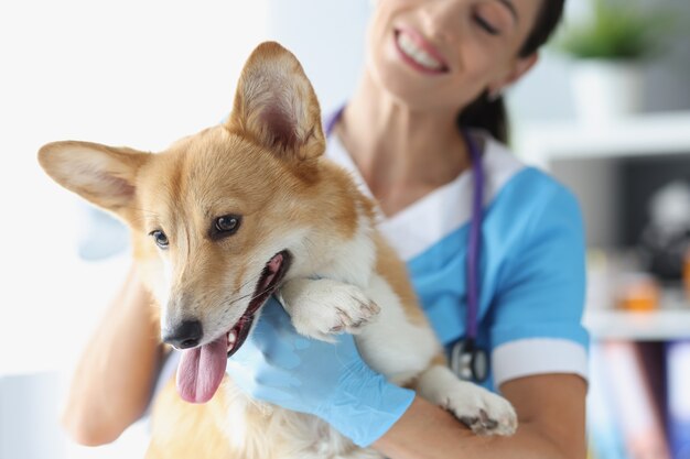 Veterinario femminile amichevole che tiene il cane in assistenza medica clinica per il concetto di animali domestici