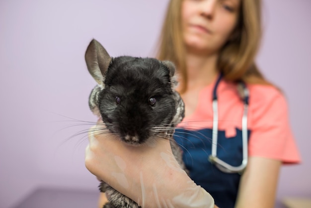 Veterinario femminile che tiene un cincillà in braccio in una clinica veterinaria
