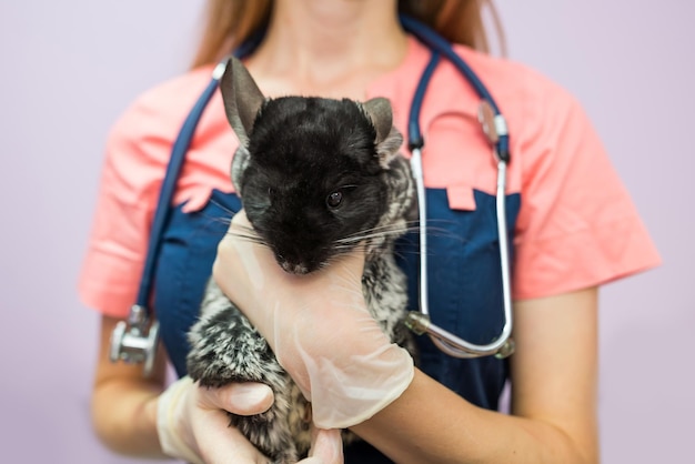 Veterinario femminile che tiene un cincillà in braccio in una clinica veterinaria