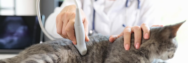 Veterinario femminile fa diagnosi ecografica per il gatto in clinica Il gatto viene sottoposto a ecografia in ufficio veterinario