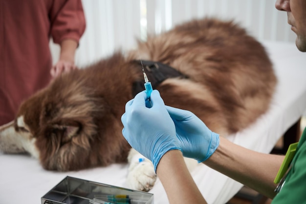 Veterinario Holding siringa con vaccino