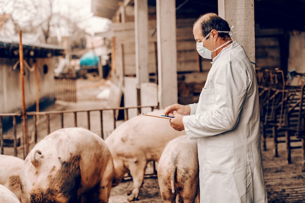 Veterinario in camice bianco e con maschera protettiva sul viso che scrive negli appunti risultati dell'esame dei maiali stando in piedi in cote.