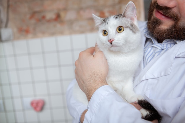 Veterinario maschio con un gatto nella sua clinica