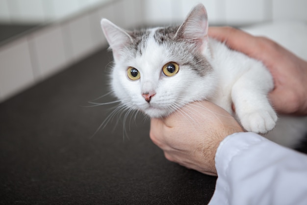 Veterinario maschio con un gatto nella sua clinica