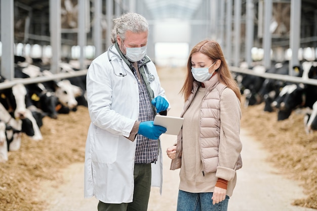 Veterinario maschio maturo in camice bianco, maschera protettiva e guanti che mostrano informazioni mediche online alla lavoratrice di un allevamento di bestiame