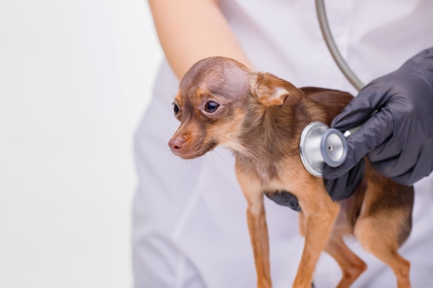 Veterinario presso la clinica veterinaria ascolta un cucciolo carino con lo stetoscopio Cagnolino triste sul tavolo veterinario