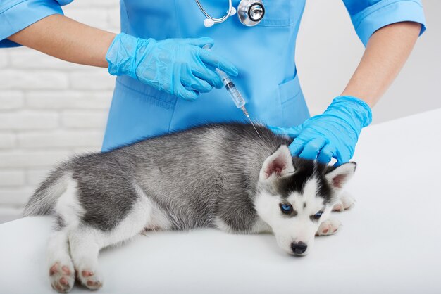 Veterinario professionista che si prende cura del cagnolino