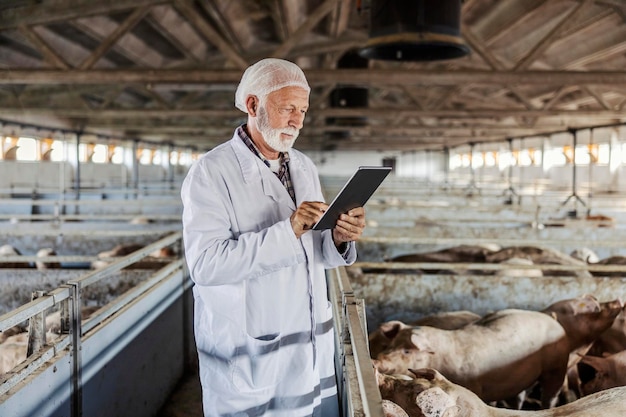 Veterinario senior serio in piedi in un fienile e controllando i maiali durante l'utilizzo di un tablet