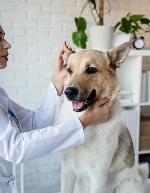 Veterinario sorridente che esamina e spazzola il cane di razza mista