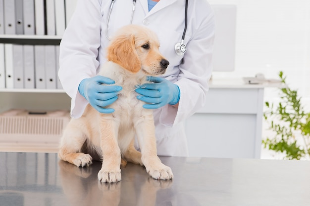 Veterinario sorridente che esamina un cane sveglio