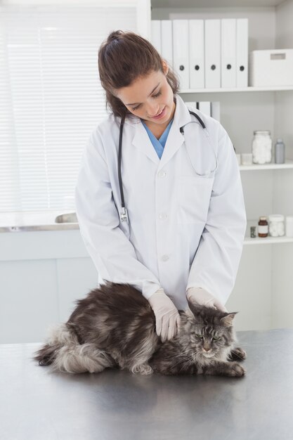 Veterinario sorridente che esamina una bella Maine Coon