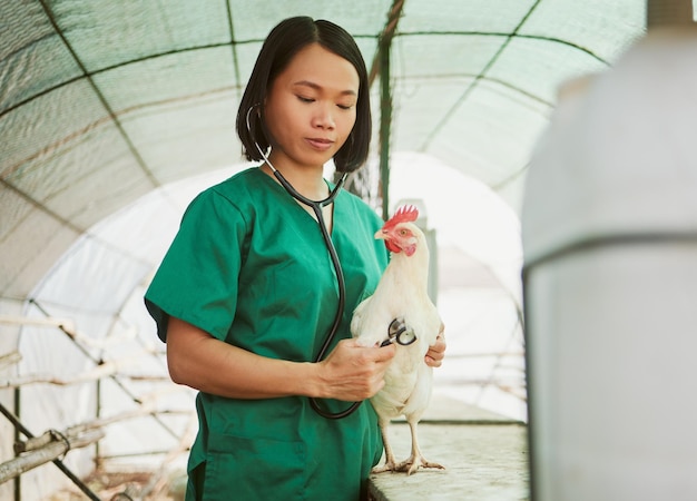 Veterinario stetoscopio e donna asiatica con pollo in fattoria per test di controllo sanitario o esame Benessere del battito cardiaco o infermiera veterinaria con strumento di test uccello animale o gallina nella stalla per l'assistenza sanitaria