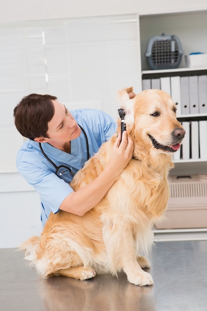 Veterinario utilizzando otoscopio per cane