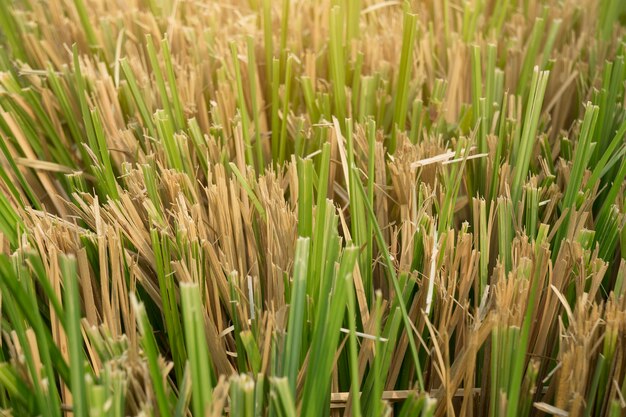 Vetiver Grass o Vetiveria zizanioides