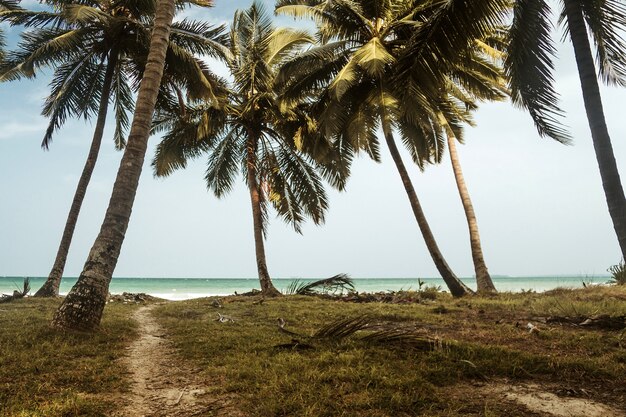 Via al mare. alte palme sull'isola contro la spiaggia. percorso attraverso il palmeto
